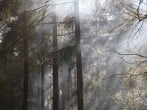 Trees Trees